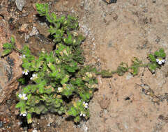 Image de Chaenorhinum villosum subsp. granatensis (Willk.) Valdés