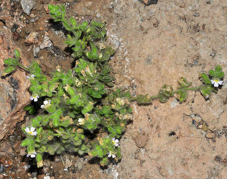 Sivun Chaenorhinum villosum (L.) Lange kuva