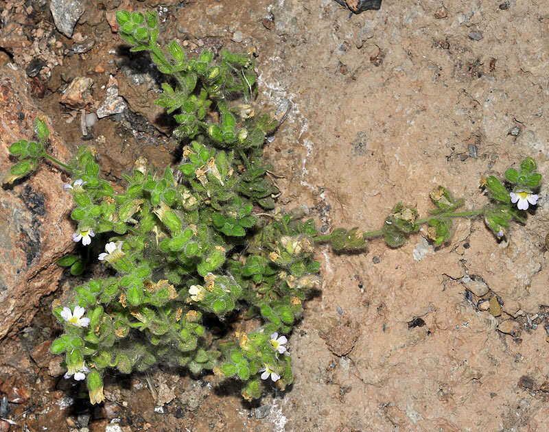 Sivun Chaenorhinum villosum subsp. granatensis (Willk.) Valdés kuva