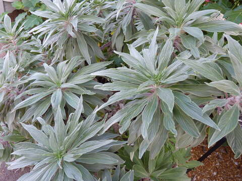 Imagem de Echium candicans L. fil.