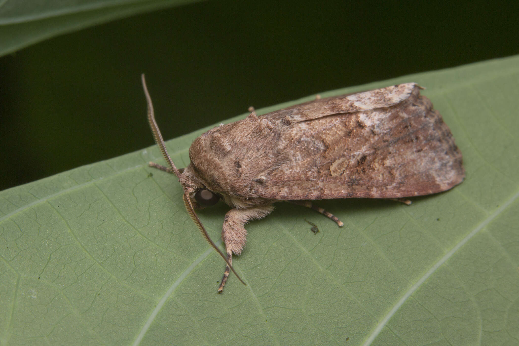 Image of Spodoptera pecten Guenée 1852