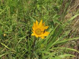 Image of fewleaf sunflower