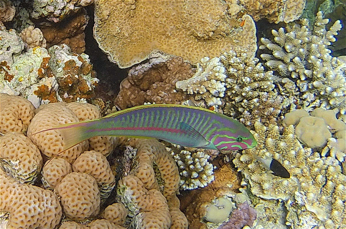 Image of Klunzinger's wrasse