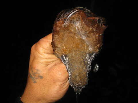 Image of Bornean Wren-Babbler