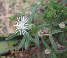 Image of delosperma