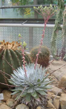 Image of Dudleya brittonii Johansen