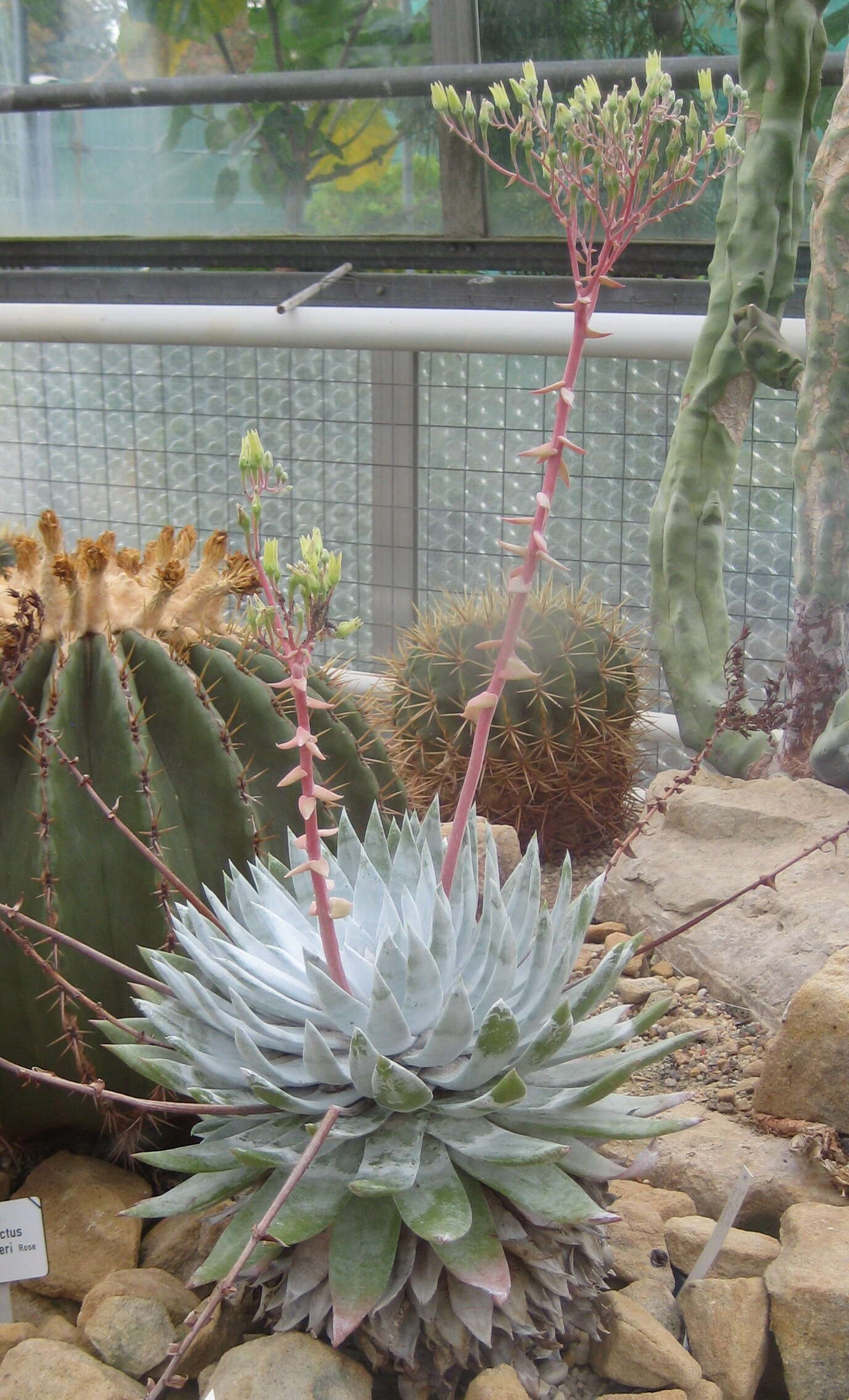 Image of Dudleya brittonii Johansen