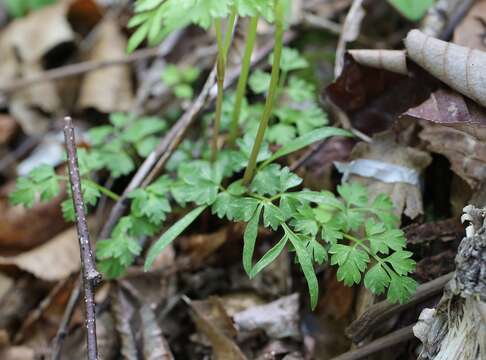 Pternopetalum tanakae (Franch. & Sav.) Hand.-Mazz.的圖片