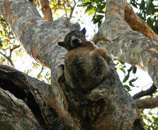 Image of sportive lemurs