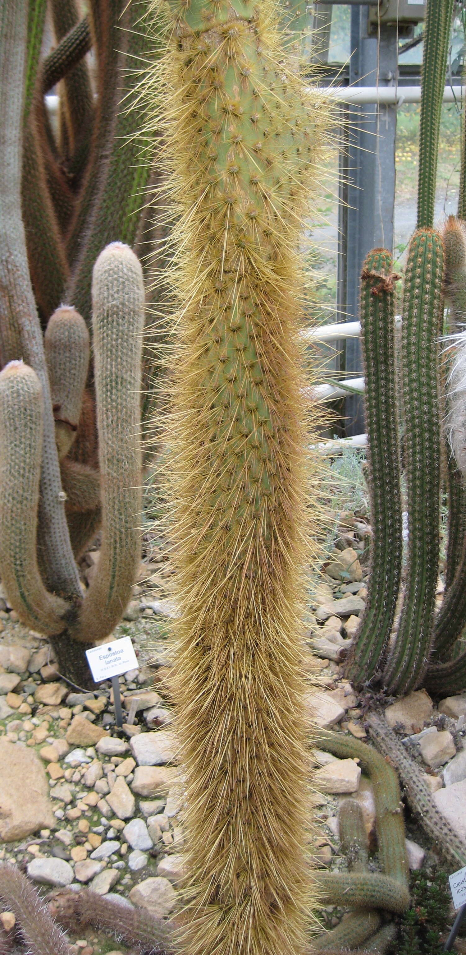 Image of Opuntia megasperma