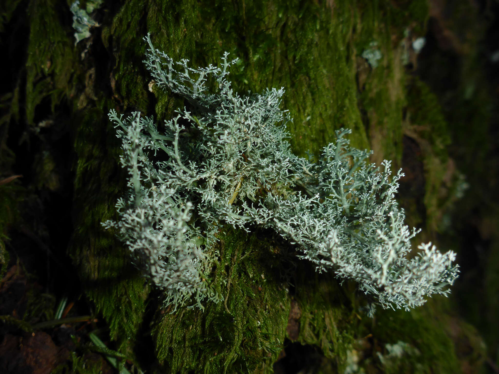 Image de Sphaerophorus tuckermanii Räsänen