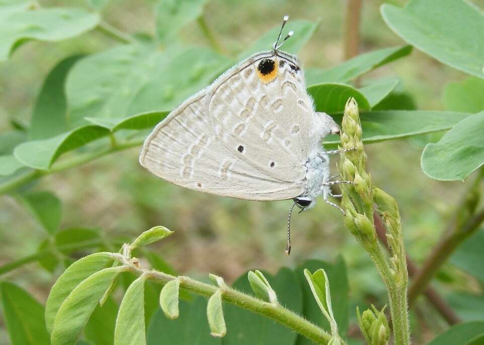 Imagem de Catochrysops strabo (Fabricius 1793)