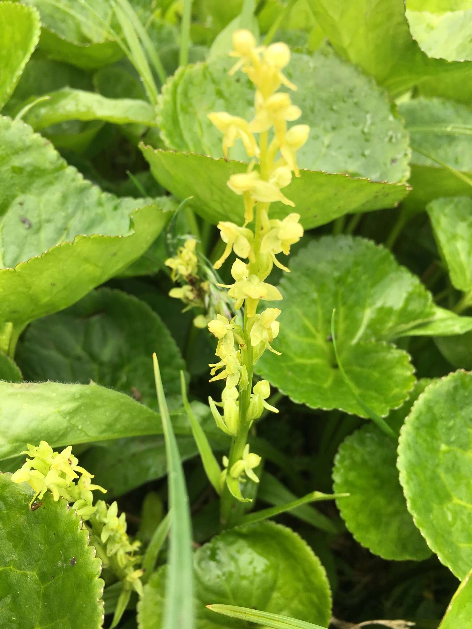 Слика од Platanthera stricta Lindl.