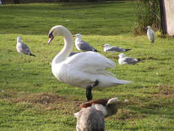 Image of Mute Swan