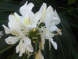 Imagem de Hedychium coronarium J. Koenig