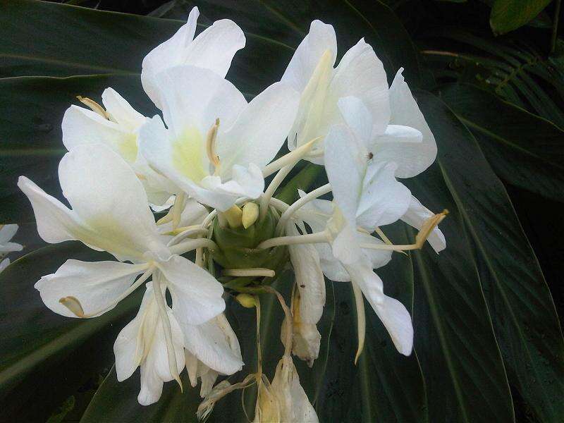 Imagem de Hedychium coronarium J. Koenig