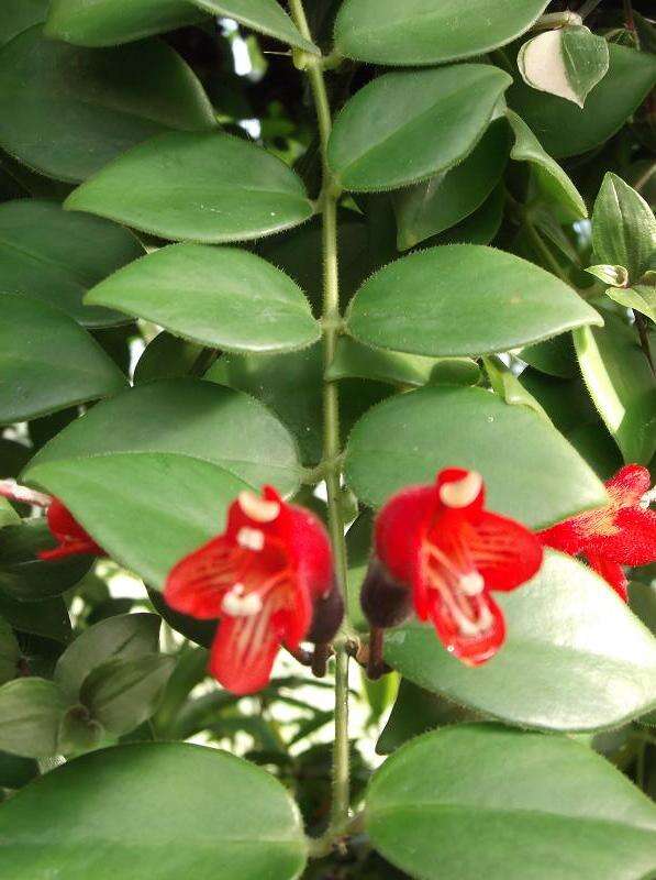 Image of Aeschynanthus radicans Jack