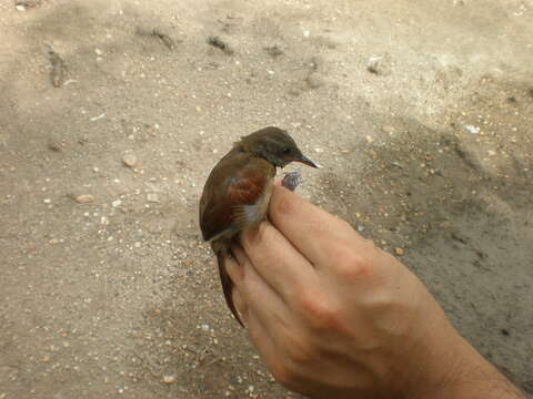 Image of Rufous-breasted Spinetail