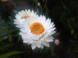 Image of bracted strawflower