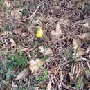 Imagem de Helianthemum nummularium subsp. grandiflorum (Scop.) Schinz & Thell.