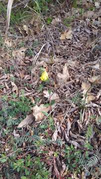 Imagem de Helianthemum nummularium subsp. grandiflorum (Scop.) Schinz & Thell.