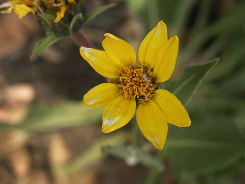 Image of Arizona mule-ears