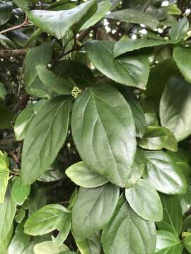 Image de Viburnum suspensum Lindl.