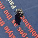 Image of Blue-spotted Velvet Shore Bug