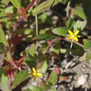 Image of Jurupa Hills suncup