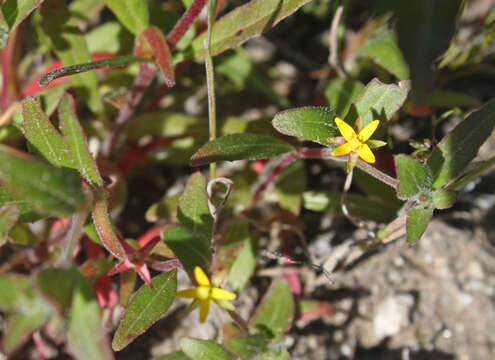 Image de Camissoniopsis ignota (Jeps.) W. L. Wagner & Hoch