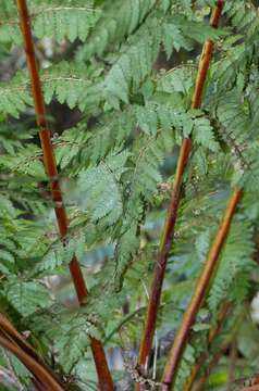 Image of Tree Fern Soft