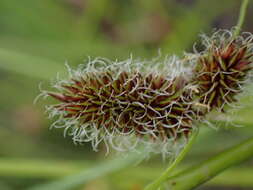 Image of Cyperus bracheilema (Steud.) Mattf. & Kük.