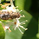 Image de Odontomyia pubescens Day 1882