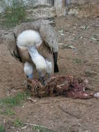 Image of Eurasian Griffon Vulture