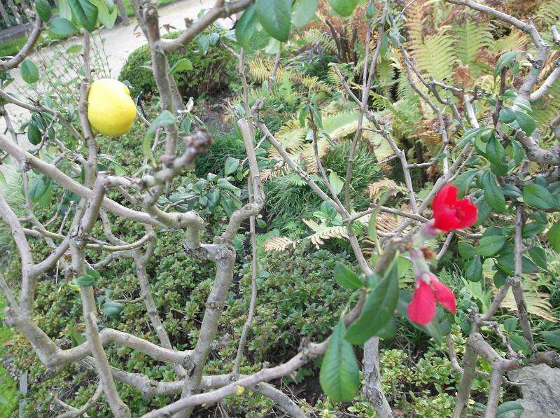 Image of Maule's quince