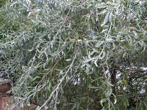 Image of Pyrus salicifolia Pall.