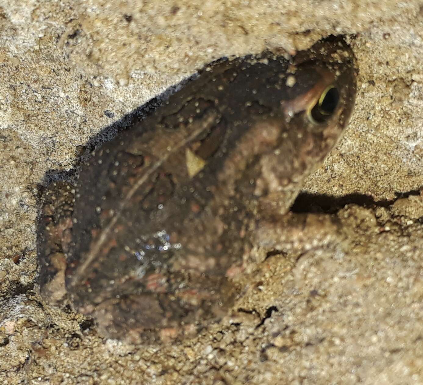 صورة Sclerophrys garmani (Meek 1897)