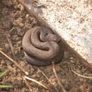 Image of Tzotzil Montane Pit Viper