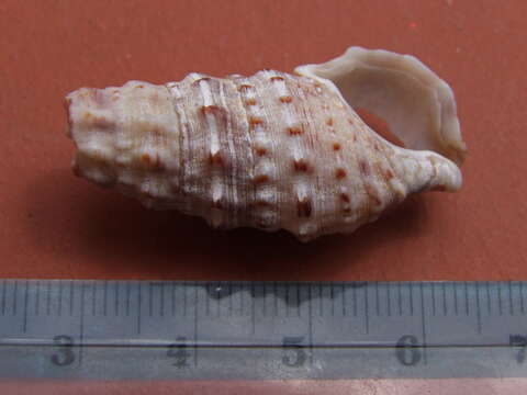 Слика од Cerithium vulgatum Bruguière 1792