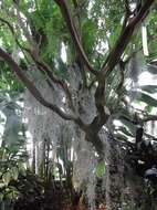 Image of Spanish moss