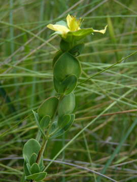 Imagem de Hypericum crux-andreae (L.) Crantz