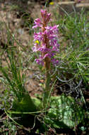 Image of Satyrium erectum Sw.