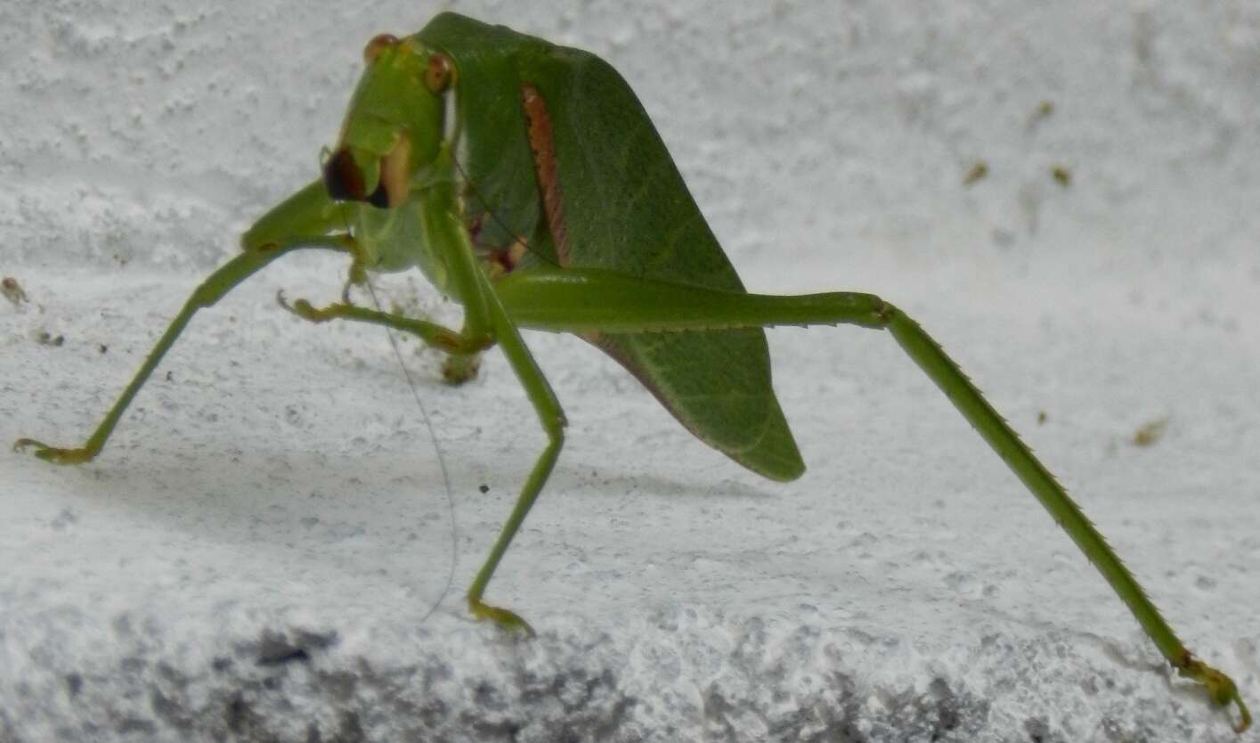 Image of Philophyllia guttulata Stål 1873