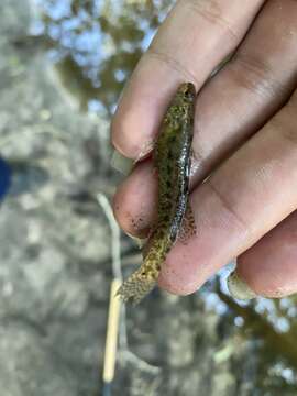 Imagem de Etheostoma fusiforme (Girard 1854)