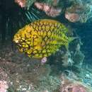 Image of Pineapplefish