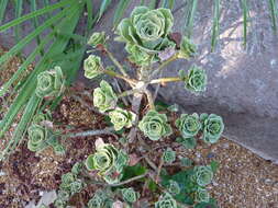 Aeonium balsamiferum Webb & Berth. resmi