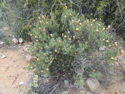 Image of Pteronia staehelinoides DC.