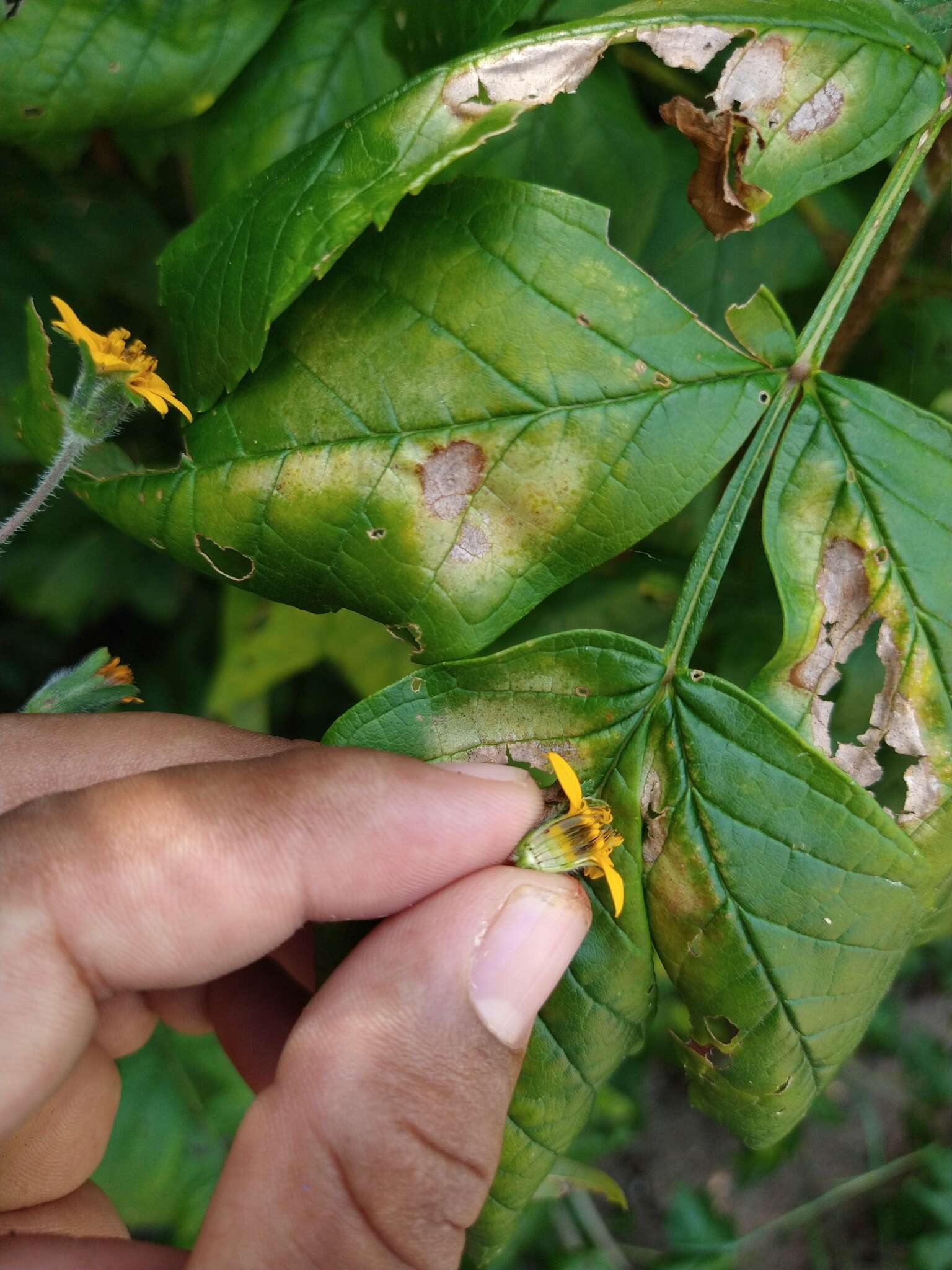 Image of Wedelia acapulcensis Kunth