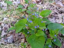 Brunnera resmi