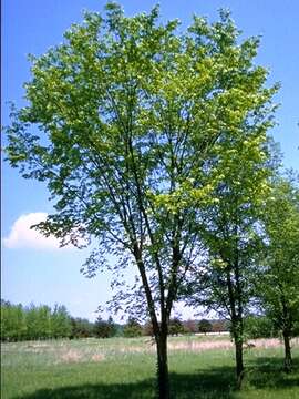 Image of American elm